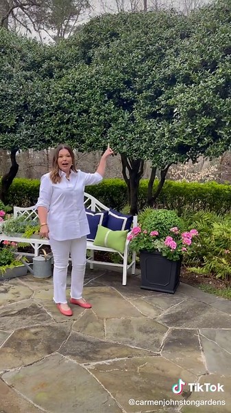 Burford Holly: Landscape Plants and Flowers in Carmen Johnston's Garden