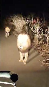 NIGHT TIME LIONS! 🦁 Eyes in the Dark on the Road! #shorts