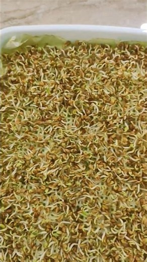 High Antioxidants, Skin care, Hair care. Growing stages of methi Microgreens