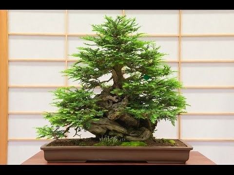 Growing Redwood Bonsai from Seeds
