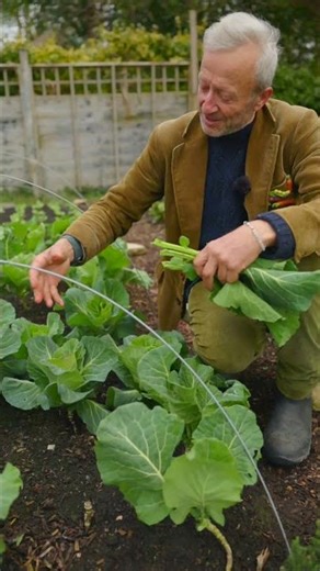Spring cabbage leaves or hearts