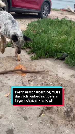 Was tun, wenn dein Hund erbricht?