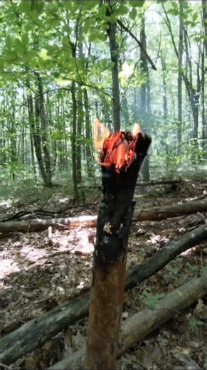 How to make a torch from raw pine #outdoors #camping #bushcraft #survival