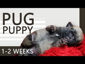 KEEPING UP WITH THE PUGLITOS | PUG PUPPIES FROM 1 - 2 WEEKS
