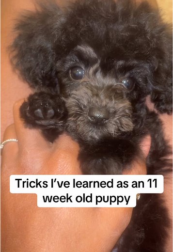 Old video featuring tiny Waylon🥹#fyp #toypoodle #toypoodlepuppy #puppy #dogsoftiktok #trendingvideo