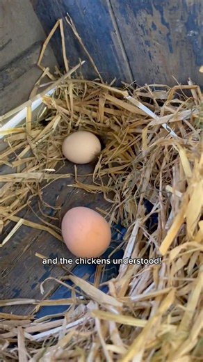 How to make chickens lay eggs in nesting box