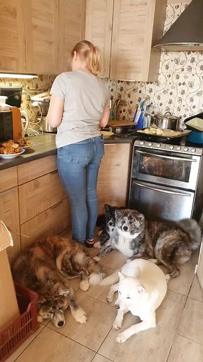 Osaczona Lancia vs. stado sępów#poland #markowo #sakura #love #miracle #akitainu #akita #family #food #coocking