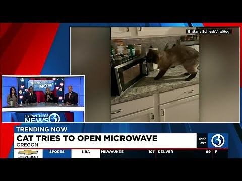 TRENDING NOW: Cat tries to open microwave
