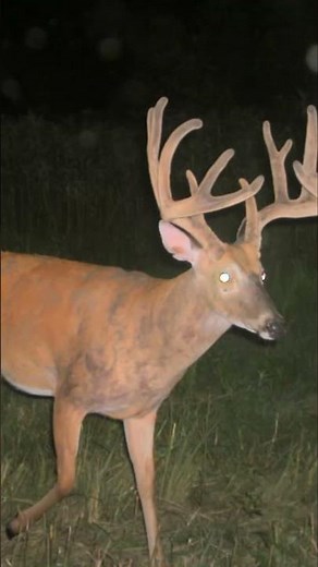 Chasing The Booner: Incredible 7x6 Buck Hunting Story #shorts