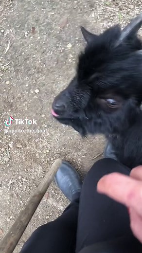 Funny Goat Meme Compilation