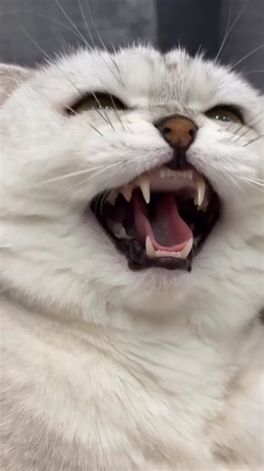 Superhero Cat Saves the Day 🐱⚡ | Funny Cat Short #Shorts