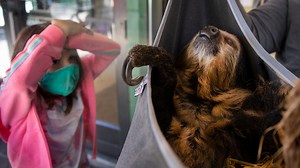 Cincinnati Zoo sloth baby watch: Take a guess on when birth will happen