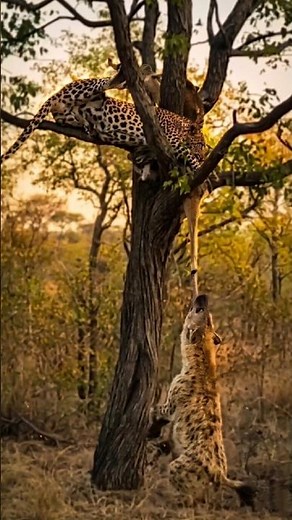 Hyena Hangs from a Tree to Steal a Cheetah's Meal #wildlife #shortvideo #facts #shorts