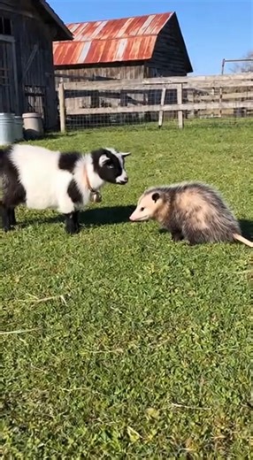 3.9M views · 102K reactions | They both get scared!  | Evan Era | Facebook