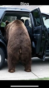 Bear caught stealing child's favorite toy [This AI generated simulation was produced by Adam Trent] | Trent Tries Everything