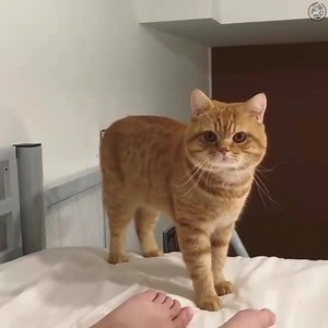 16K views · 362 reactions | Oh hello there | Amazingly Cat | Facebook