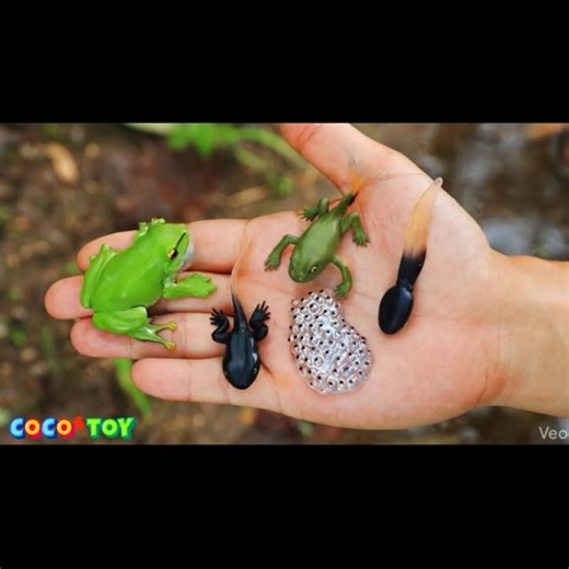 Frog life cycle on my hand #Shorts ｜CoCosToy