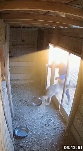 The Epic Showdown: Wolf Attacks Chicken, Grandmother to the Rescue!