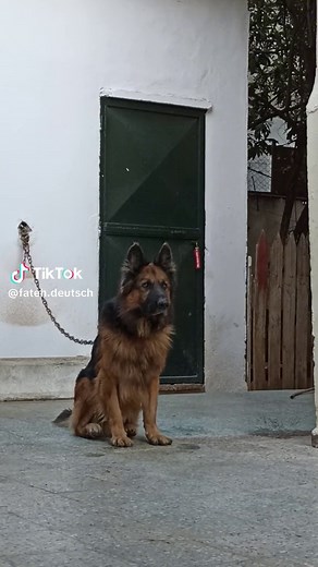 Berger Allemand Agressif - Dressage de Chien Allemand Enragé