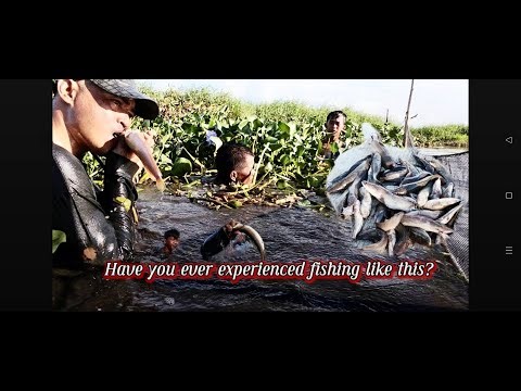 Amazing Fishing Adventure Using Casting Net & Bare Hands! 🎣🌿 #fishing #fishingvideo #fish #ytshorts