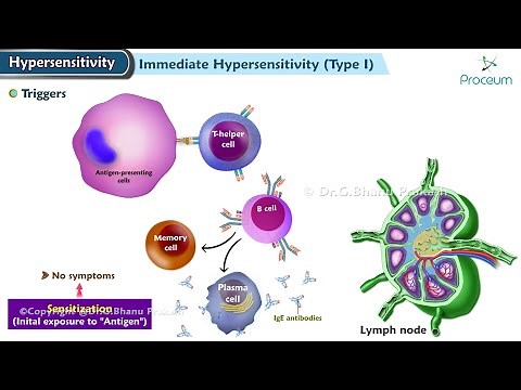 Type I Hypersensitivity Reaction (Animation)