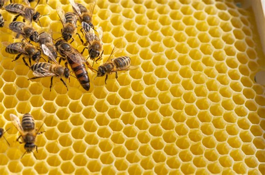 How Honeybee Hierarchies Keep the Hive Alive