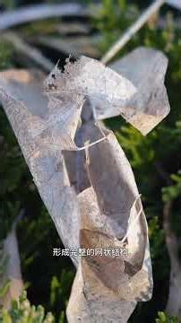 Knowledge Spring Festival Grand Presentation Natural Leaf Vein Specimens#Leaf vein