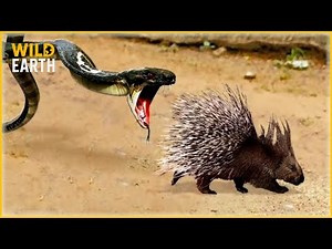 Craziest Black Mamba Attacks Ever Caught On Camera | Animal Fights #24