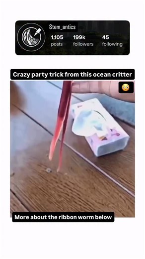 Stem Antics on Instagram: "⚠️ Meet the ribbon worm: nature’s slimy sword-swallower. Ribbon worms (Nemertea) are ocean predators with a bizarre party trick—a proboscis hidden in their body that shoots out like a harpoon to snag prey. Some species can extend this weapon several times their body length. They’re also champions of regeneration. Cut one into pieces and each segment can grow into a full new worm. This makes them key organisms in research on tissue repair and regenerative medicine. Some