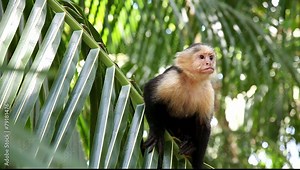 Kapuzineraffe (Cebus capucinus), eine Primatenart aus der Gattung der Kapuzineraffen in freier Wildbahn in Costa Rica.