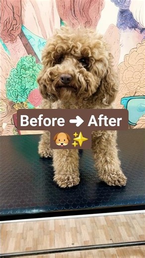 Brown Dog Grooming Makeover ✂️✨ | From Messy to Adorable! #dogcare #cutedogs