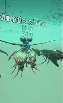Crustacean Animal Size Comparison