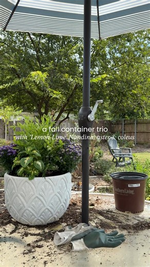 6.3K views · 73 reactions | Purple + chartreuse = fall magic 彩 This container trio — ‘Lemon-Lime’ Nandina, asters, and coleus — is bringing bold color & cozy vibes all season long!  | Southern Living Plant Collection | Facebook