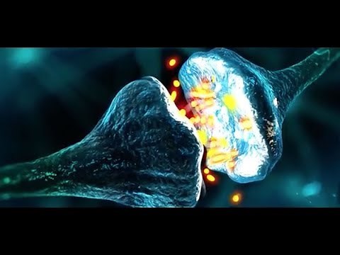 Brain cells called astrocytes help neurons make the right connections