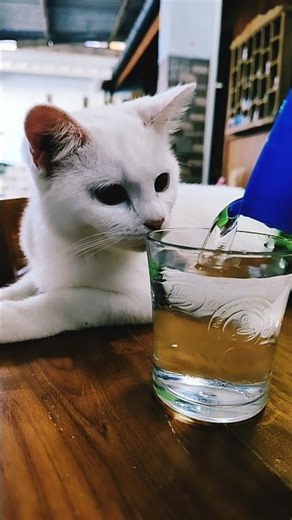 Akankah Chimmy 🐈 mau Air Putih ⁉️ #celineadacerita #miau