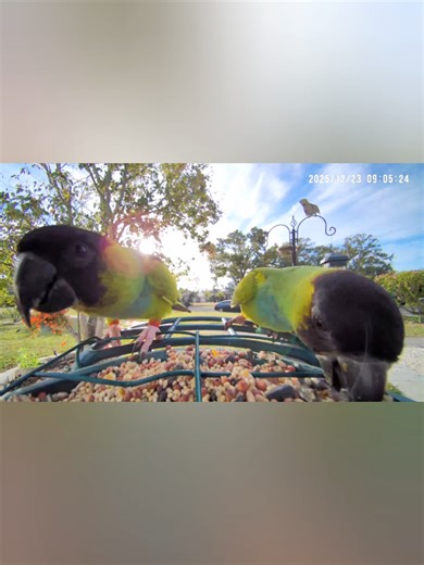 Conures, FL 🌴 -Wild Nanday Parakeets 🦜