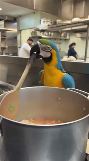 FUNNIEST Parrot Becomes ANGRY Chef Ever! 🦜🍳 | Aishortify #shorts