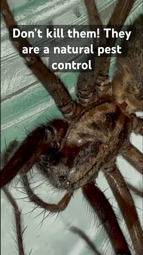 Rescuing a HUGE 7cm Giant House Spider! 🕷️ #interestingfacts #spider