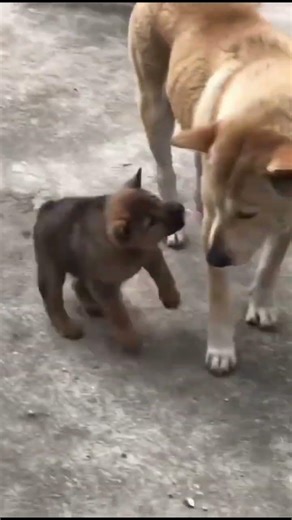 Cute Animal Pranks Compilation - Funniest Moments