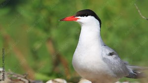 The common tern in the nest on the gravel bar island of the Drava River