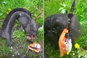 Mystery ‘mutant’ fish terrifies locals in Russia... so what the hell is it?