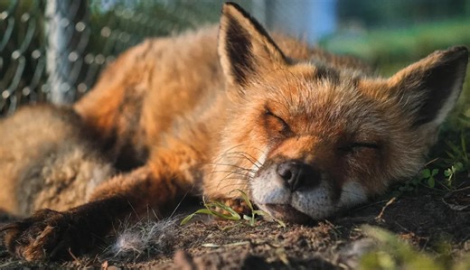 Beloved voice-acting fox, Finnegan Fox has passed away