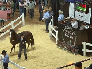 10K views · 97 reactions | Prices are strong at the Lazy E tonight. HP Point of Entry, 2019 sorrel gelding, by Feel the Sting, out of Rod’s Last Ladybug brings $100,000! Consigned by Don Lee and Ryann Pedone. Congratulations to all connections! | Barrel Horse World News | Facebook