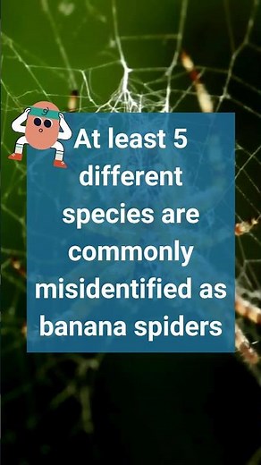 Are Banana Spiders Harmless? Depends on Which You See