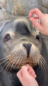 47K views · 129K reactions | Parker’s eye drops are preventative, and are a part of the incredible care he receives here at the Aquarium!  #AOPanimalcare #AOPpinnipeds #sealions #aquariumofthepacific | Aquarium of the Pacific | Facebook