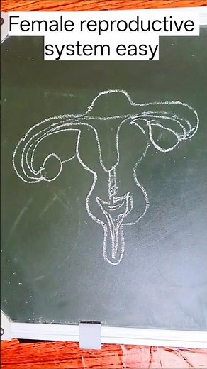 Female reproductive system easy steps #femalereproductivesystem #biology #reproductivesystem #female