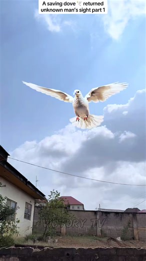 A saving dove 🕊️ returned unknown man’s sight part 1 | doves