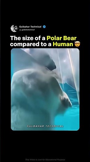 How Big Is a Polar Bear Compared to You? | This Size Comparison Will Blow Your Mind 😱🐻‍❄️ |