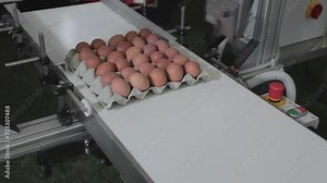 Eggs in Carton at Conveyor Belt Date Code Printer Stock Video