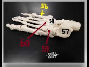Bones mock practical A 56-60